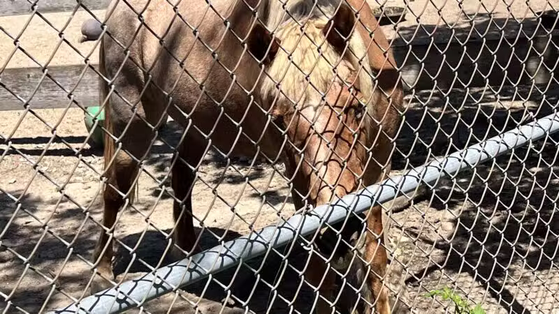 Holtsville animal park - Holtsville, NY