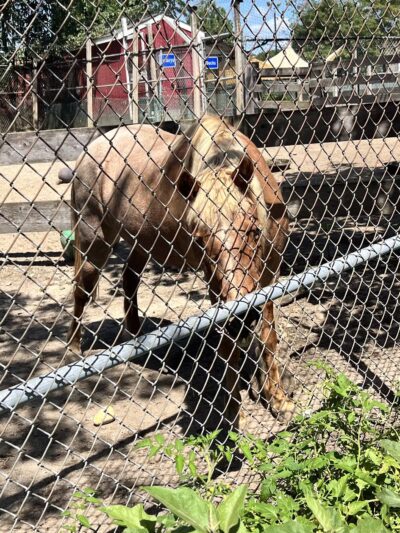 Holtsville animal park - Holtsville, NY