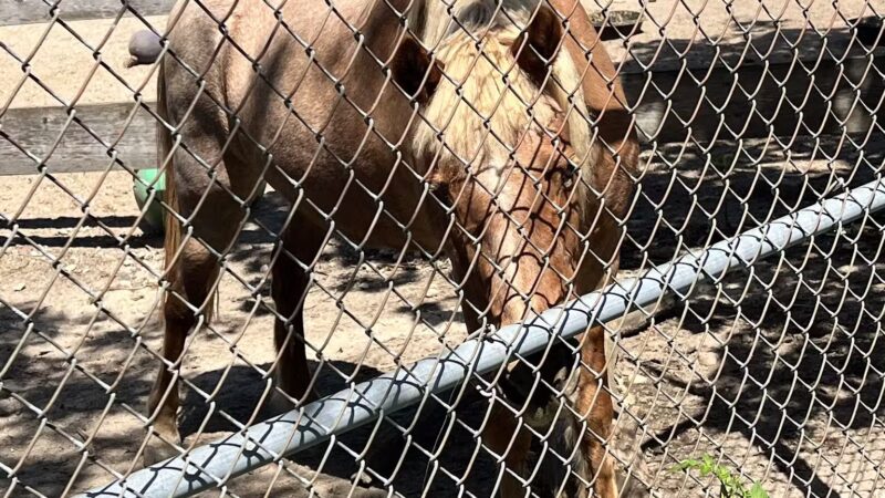 Holtsville animal park - Holtsville, NY
