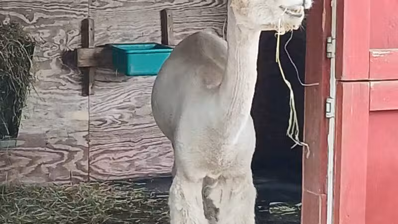 Holtsville animal park - Holtsville, NY