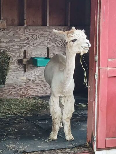 Holtsville animal park - Holtsville, NY