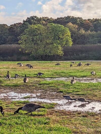 Holtsville Ecogoly Site - Holtsville, NY