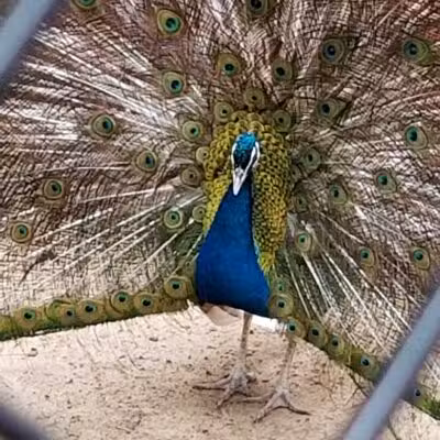 Holtsville Wildlife & Ecology Center - Holtsville, NY
