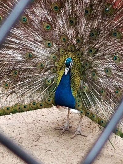 Holtsville Wildlife & Ecology Center - Holtsville, NY