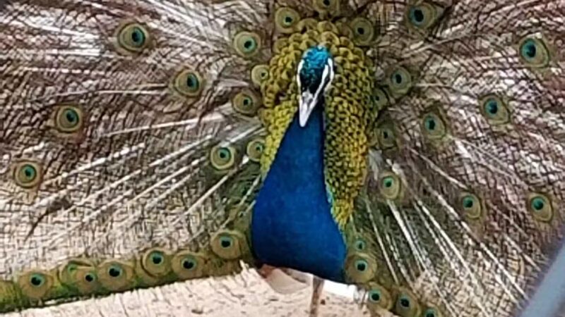 Holtsville Wildlife & Ecology Center - Holtsville, NY