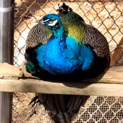 Holtsville Wildlife & Ecology Center - Holtsville, NY