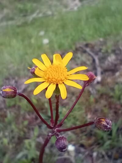 Cypher Trailhead Huntingdon and Broad Top Rail - Hopewell, PA