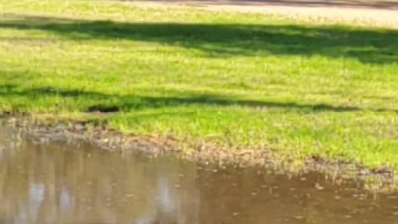 Congressman Bill Archer Park And Dog Park - Houston, TX