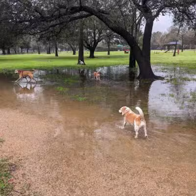 Congressman Bill Archer Park And Dog Park - Houston, TX