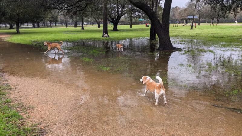 Congressman Bill Archer Park And Dog Park - Houston, TX