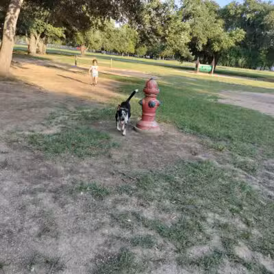 Congressman Bill Archer Park And Dog Park - Houston, TX