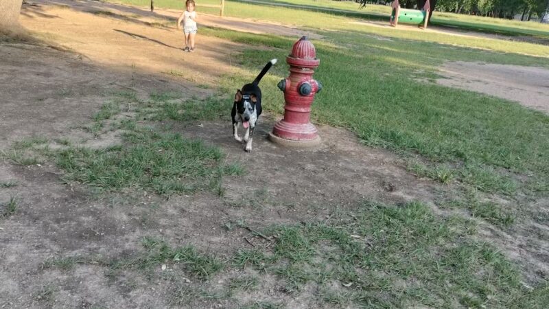 Congressman Bill Archer Park And Dog Park - Houston, TX