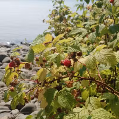 Horseshoe Bay Hiking Trailhead - Hovland, MN