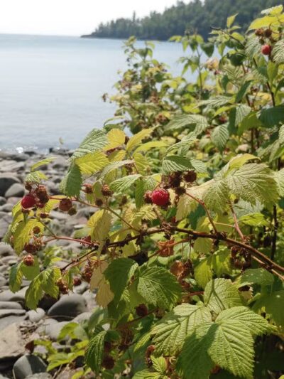 Horseshoe Bay Hiking Trailhead - Hovland, MN