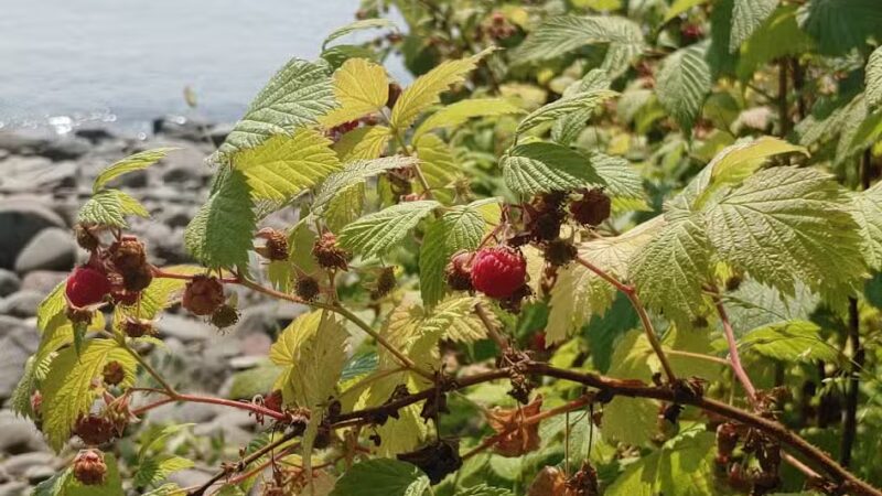 Horseshoe Bay Hiking Trailhead - Hovland, MN