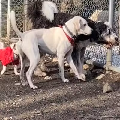 Benson Dog Park - Hudson, NH