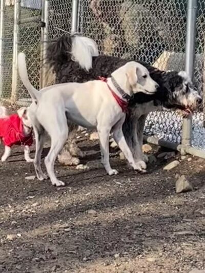 Benson Dog Park - Hudson, NH
