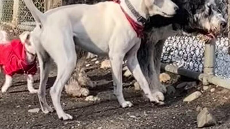 Benson Dog Park - Hudson, NH