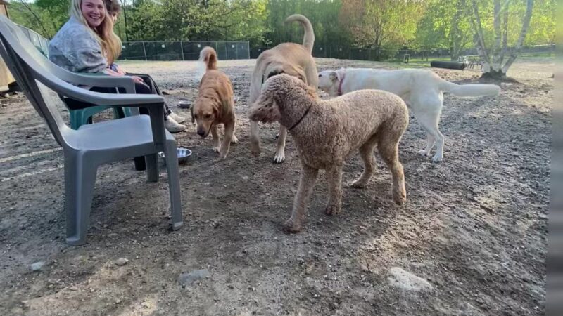 Benson Dog Park - Hudson, NH