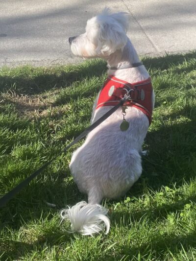 Benson Dog Park - Hudson, NH