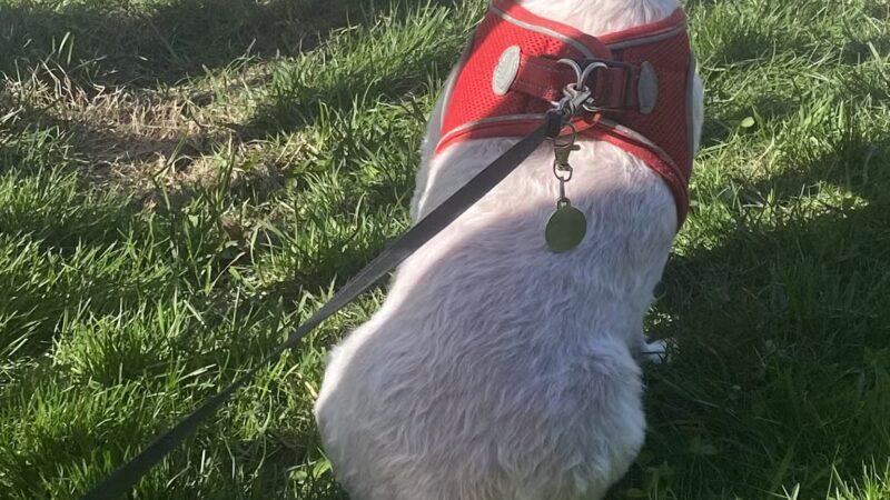 Benson Dog Park - Hudson, NH