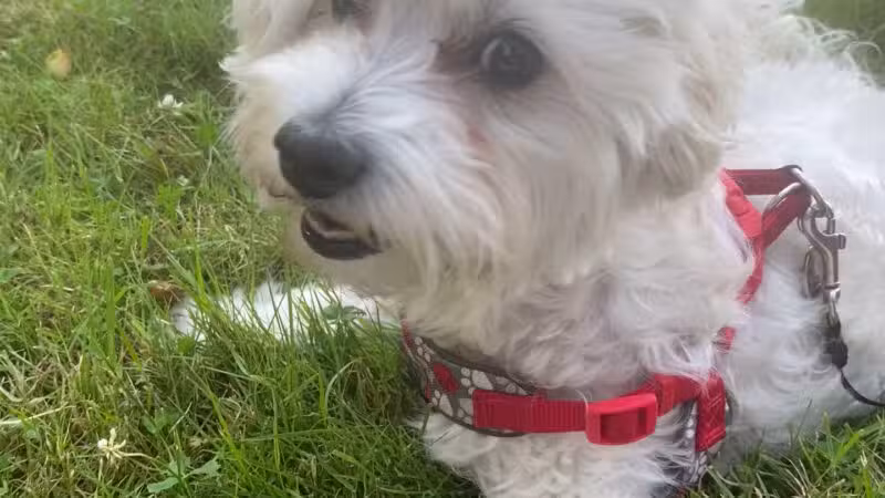 Benson Dog Park - Hudson, NH