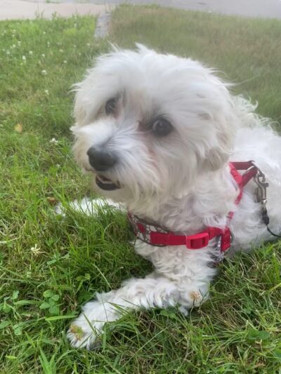 Benson Dog Park - Hudson, NH