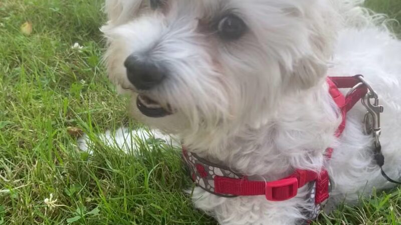 Benson Dog Park - Hudson, NH