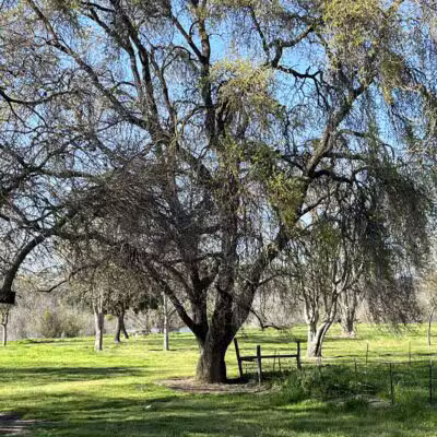 Fox Grove Park - Hughson, CA