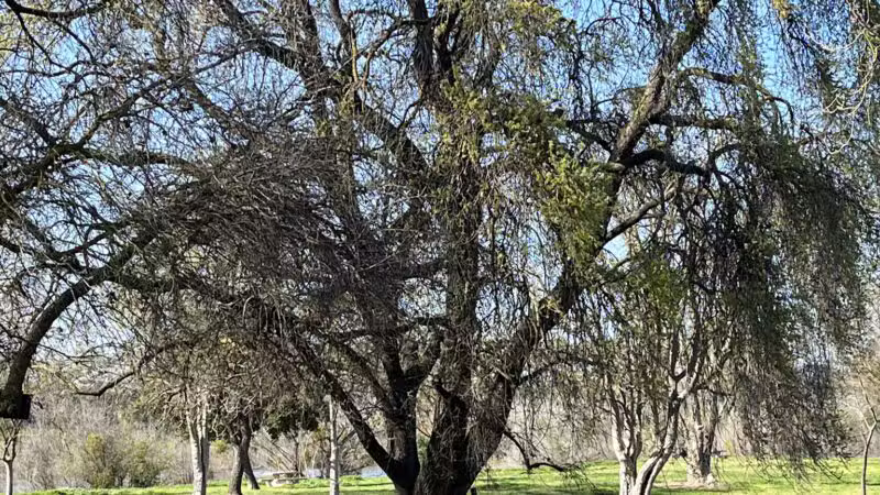 Fox Grove Park - Hughson, CA