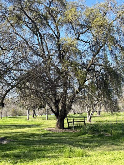 Fox Grove Park - Hughson, CA