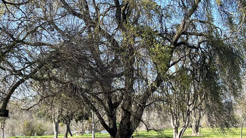 Fox Grove Park - Hughson, CA