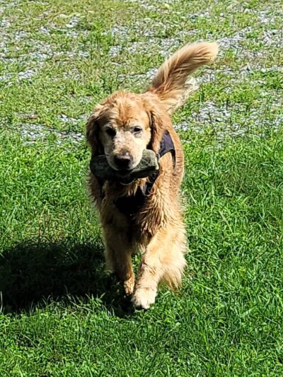 Portstown Dog Park - Huntingdon, PA