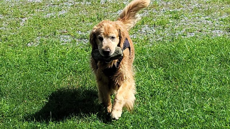 Portstown Dog Park - Huntingdon, PA