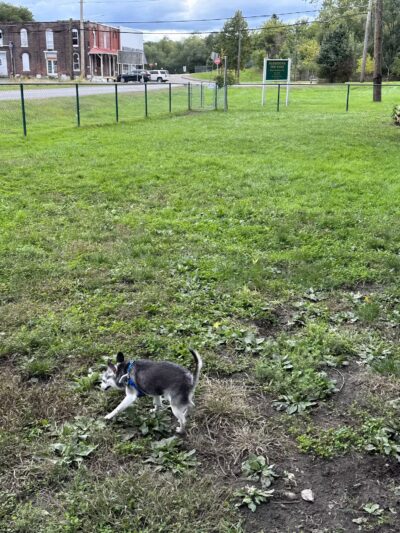 Portstown Dog Park - Huntingdon, PA