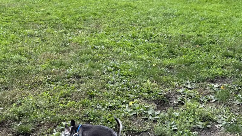 Portstown Dog Park - Huntingdon, PA