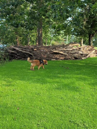 Portstown Dog Park - Huntingdon, PA