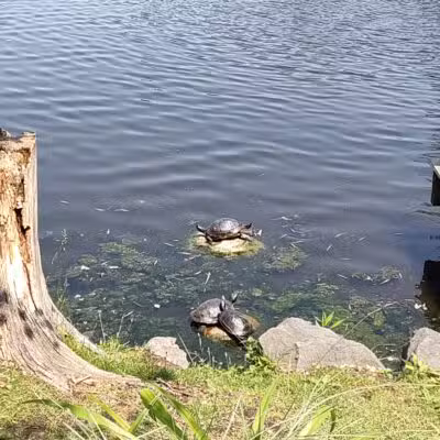 Crystal Lake - Huntington, NY
