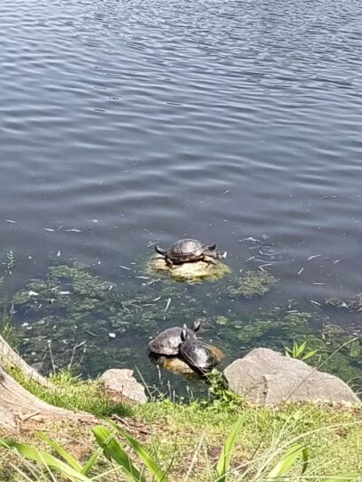 Crystal Lake - Huntington, NY