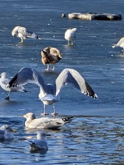 Crystal Lake - Huntington, NY