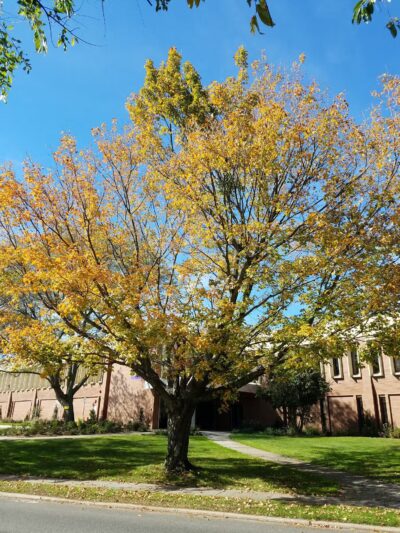 Fair Meadow Park - Huntington, NY