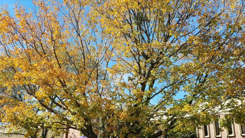 Fair Meadow Park - Huntington, NY