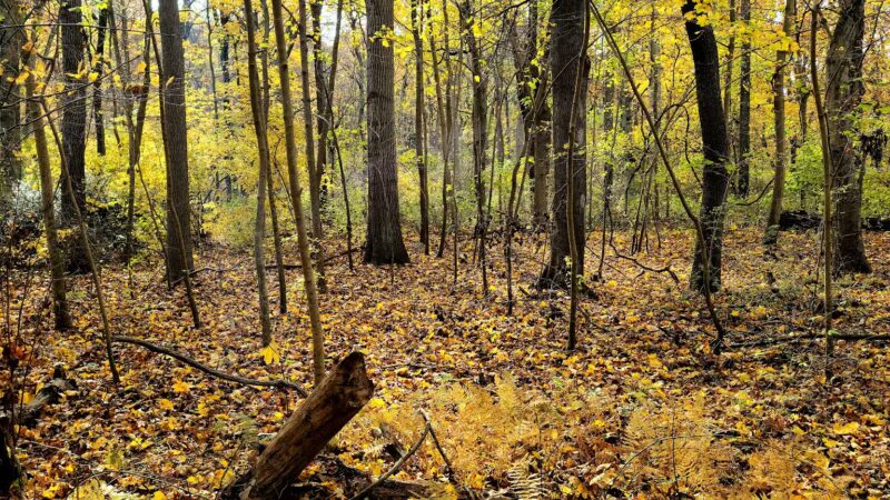 West Hills Park - Huntington, NY