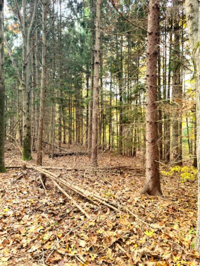 West Hills Park - Huntington, NY