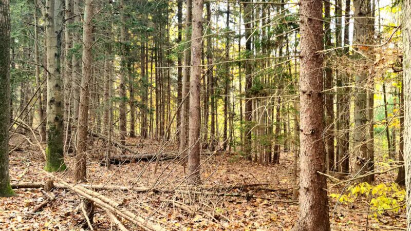 West Hills Park - Huntington, NY