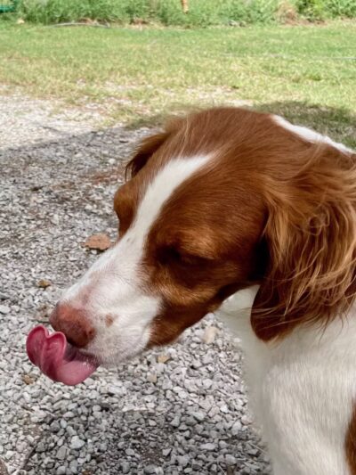 Kelly & Buddy's Private Dog Park - Huntsville, AL