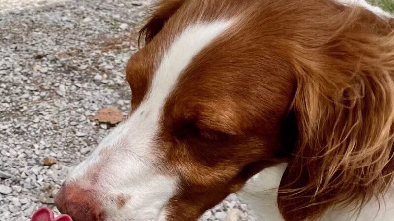 Kelly & Buddy's Private Dog Park - Huntsville, AL