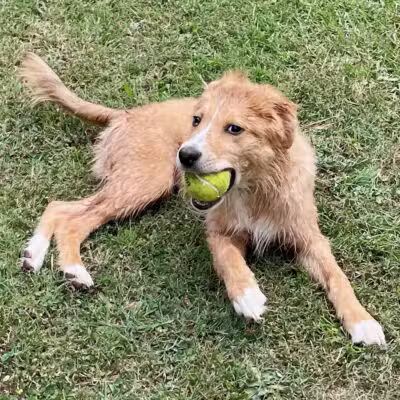 Kelly & Buddy's Private Dog Park - Huntsville, AL