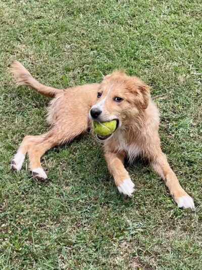 Kelly & Buddy's Private Dog Park - Huntsville, AL