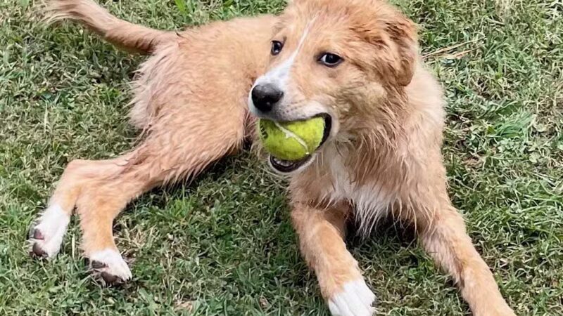 Kelly & Buddy's Private Dog Park - Huntsville, AL